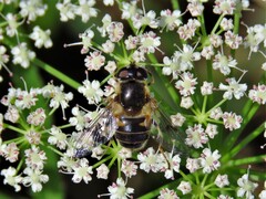 Eristalis obscura