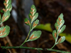 Asplenium hookerianum