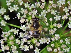 Eristalis obscura