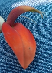 Erythrina falcata