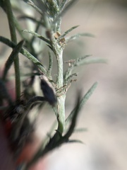 Thymophylla setifolia