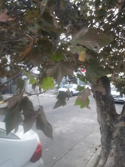 Platanus × hispanica