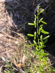 Jasminum didymum racemosum