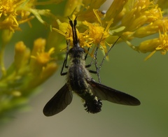 Lepidophora lepidocera