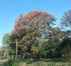 Erythrina falcata