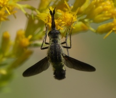 Lepidophora lepidocera