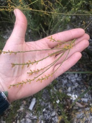 Leptomeria scrobiculata