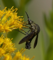 Lepidophora lepidocera