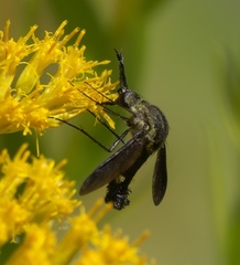 Lepidophora lepidocera