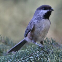 Poecile hudsonicus