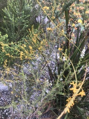 Leptomeria scrobiculata