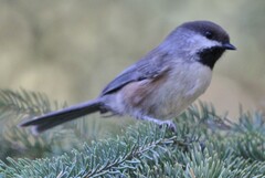 Poecile hudsonicus