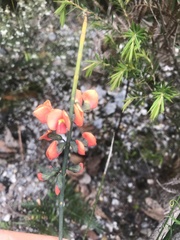 Sphaerolobium grandiflorum