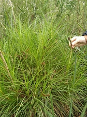 Dasypogon