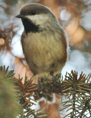 Poecile hudsonicus