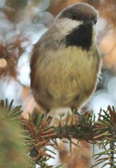 Poecile hudsonicus