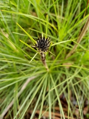 Dasypogon