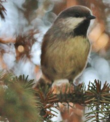 Poecile hudsonicus