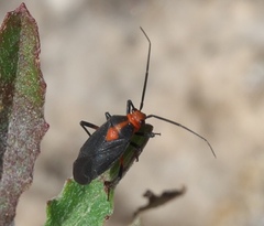 Prepops rubrovittatus