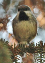 Poecile hudsonicus