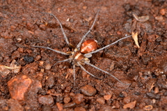 Ammoxenus amphalodes