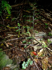 Asplenium hookerianum