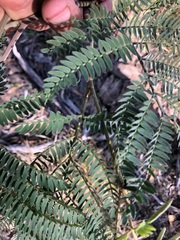 Acacia glaucocarpa