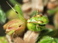 Pseudopantilius australis