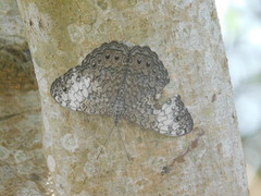 Hamadryas amphichloe