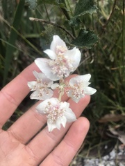 Xanthosia rotundifolia