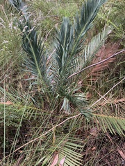 Macrozamia riedlei
