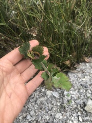 Xanthosia rotundifolia