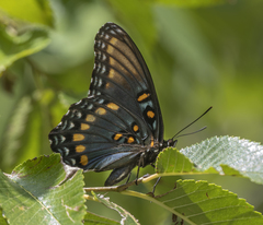 Limenitis arthemis arizonensis