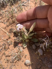 Oenothera albicaulis