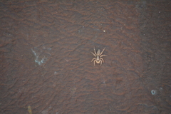 Menemerus bivittatus