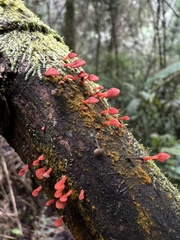Favolaschia