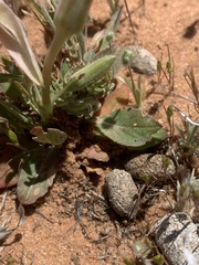 Oenothera albicaulis