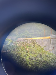 Psilopogon asiaticus