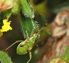 Pseudopantilius australis