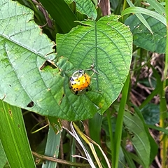 Aspidimorpha miliaris