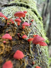 Favolaschia