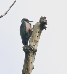 Melanerpes lewis