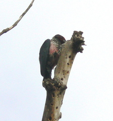 Melanerpes lewis
