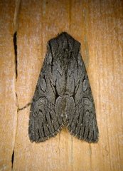 Fishia yosemitae