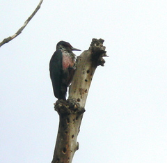 Melanerpes lewis