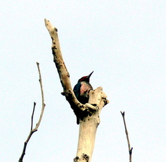 Melanerpes lewis
