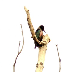 Melanerpes lewis