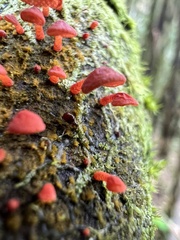 Favolaschia
