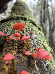 Favolaschia