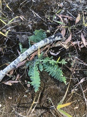 Oxytropis strobilacea